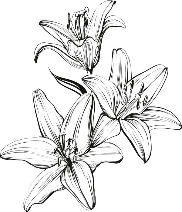 Lily Flower