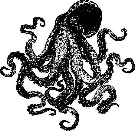 Octopus